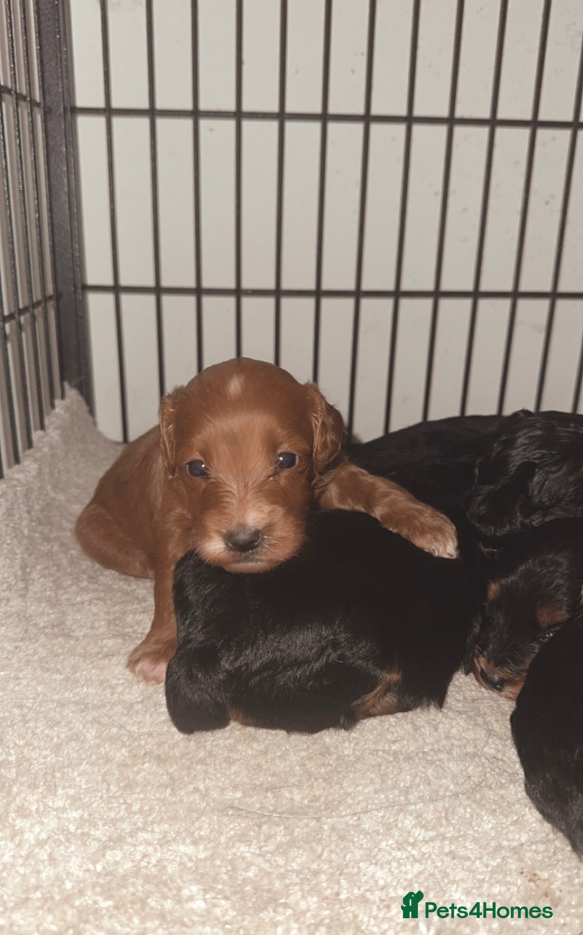 Cockapoo dogs Stunning cockapoos looking for forever homes - Advert 2