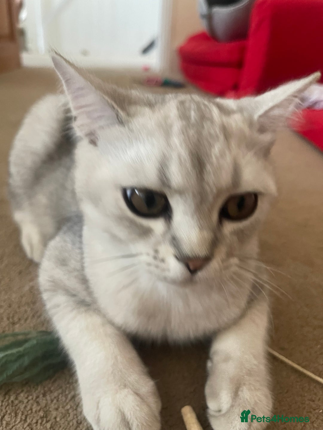Scottish Fold cats for sale: Scottish fold - Image 7