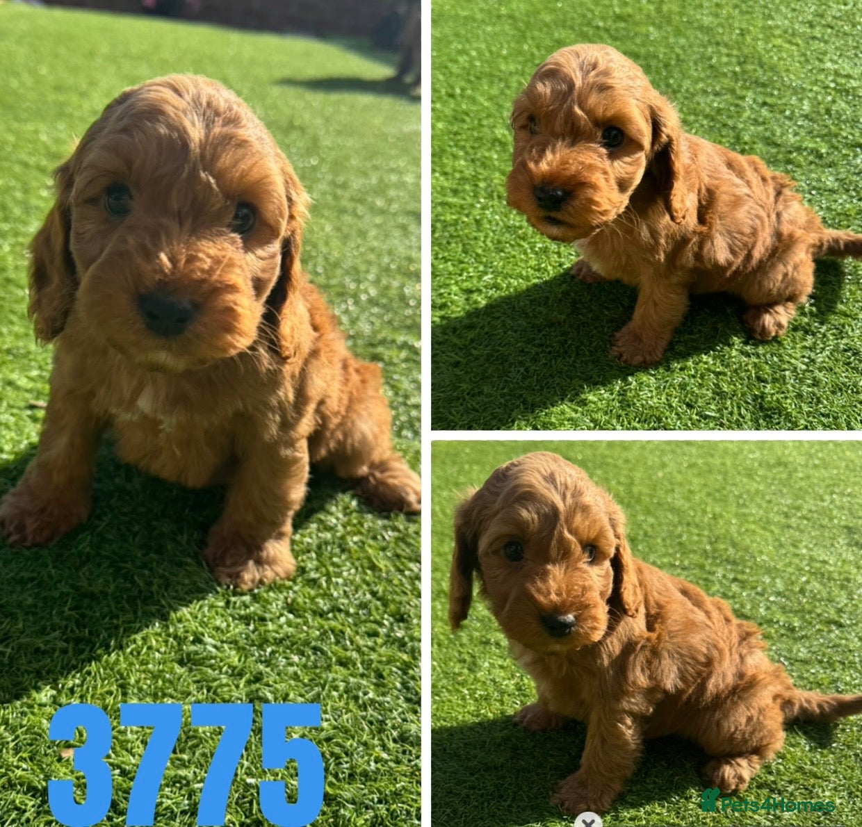 Cockapoo dogs Beautiful Toy Cockapoos - Advert 13