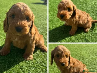 Cockapoo dogs Beautiful Toy Cockapoos - Advert 13