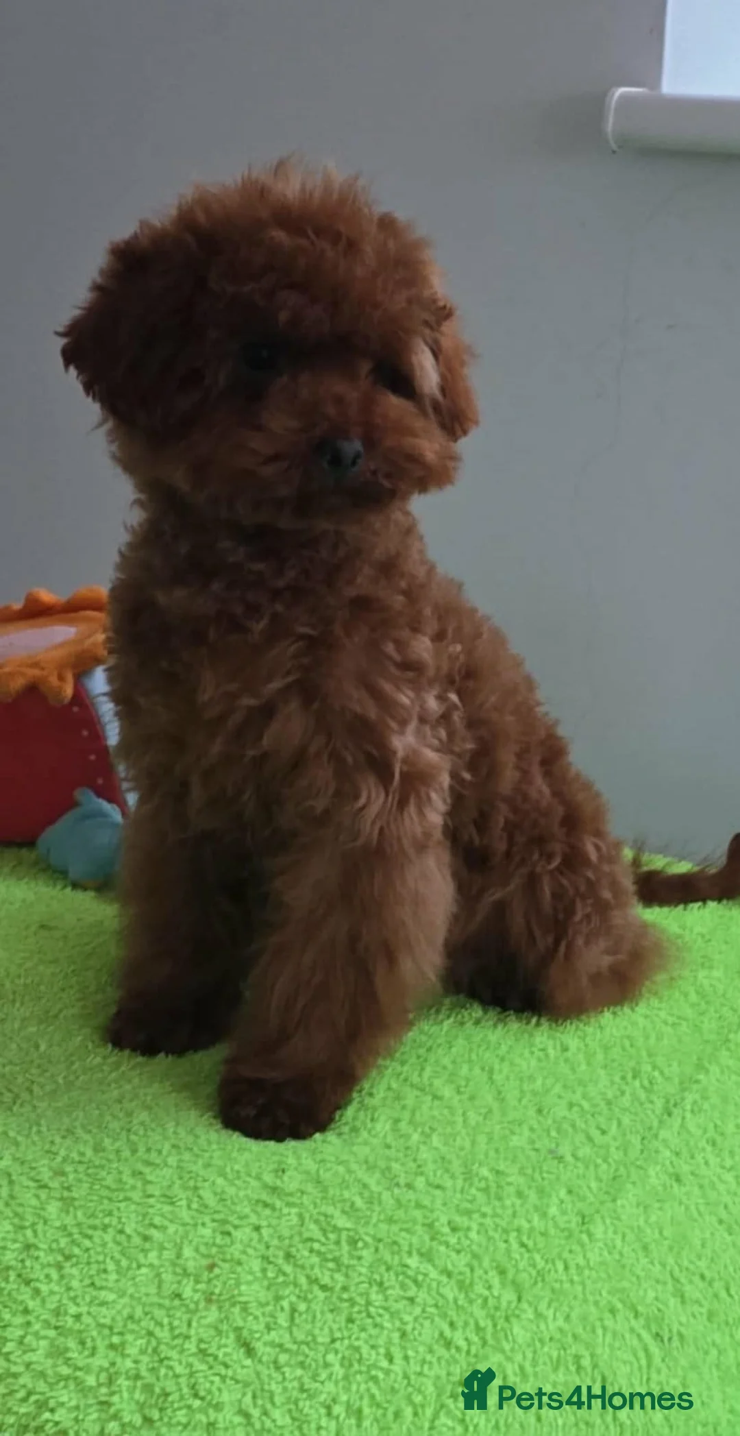 Maltipoo dogs for sale: 6-Month-Old Maltipoo Puppies – Male & Female - Advert 10