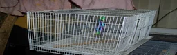 Lovebirds birds for sale: Beautiful Bonded Pair 💙💛 Lovebirds - Advert 17