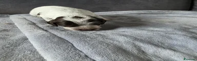 Cockapoo 2