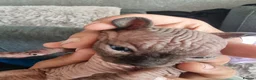 Sphynx cats for sale: Sphynx kitteens in Dewsbury - Advert 4