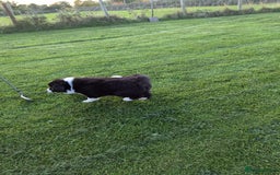 Border Collie dogs for sale: 5 Beautiful Working Border Collie Pups - Image 15