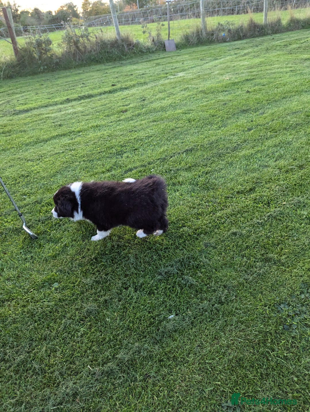 Border Collie dogs for sale: 5 Beautiful Working Border Collie Pups - Image 15