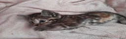Domestic Shorthair cats for sale: Cute 9 week old kitten  - Advert 11