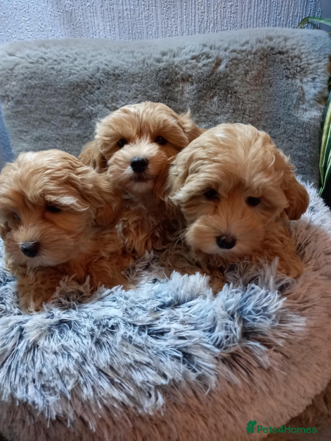 Maltipoo dogs for sale: Beautiful F1 Puppies for Sale! - Advert 3