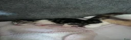 Mixed Breed cats for sale: 4 beautiful playful kittens for sale  - Advert 8