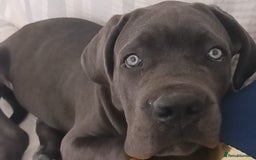 Cane Corso dogs for sale: Cane corso Rex 5 months old  - Image 6