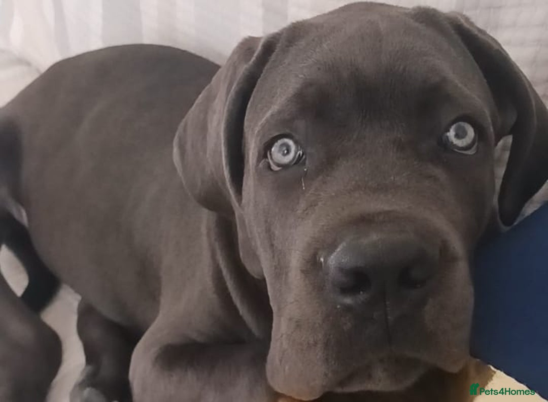 Cane Corso dogs for sale: Cane corso Rex 5 months old  - Image 6