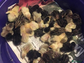 Quail poultry for sale: QUAILS CHINESE PAINTED BUTTONS ! - Advert 2
