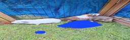 Guinea Pig rodents for sale: 3 Males only left guinea pigs for sale  - Advert 7
