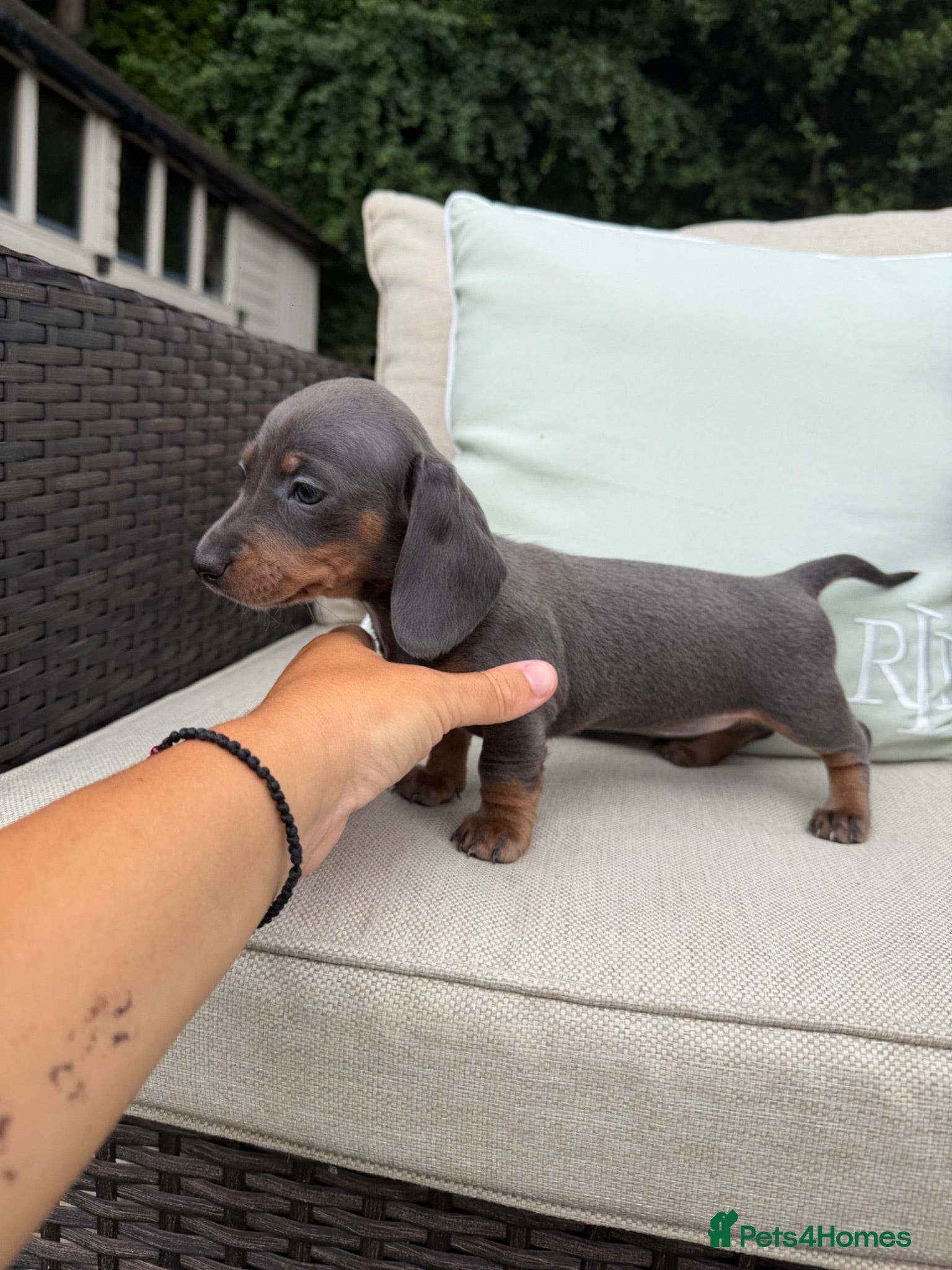 Miniature Dachshund dogs STUNNING TRUE TO TYPE MINIATURE DACHSHUNDS - Advert 10