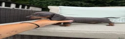 Miniature Dachshund dogs for sale: REDUCED STUNNING MINIATURE DACHSHUNDS - Advert 5