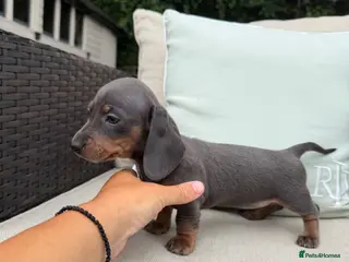 Miniature Dachshund dogs STUNNING TRUE TO TYPE MINIATURE DACHSHUNDS - Advert 6
