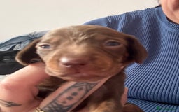 Miniature Dachshund dogs for sale: Miniature smooth haired dachshund  - Image 11