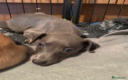 Whippet dogs for sale: 2 whippet puppies remaining ready for new homes - Image 27
