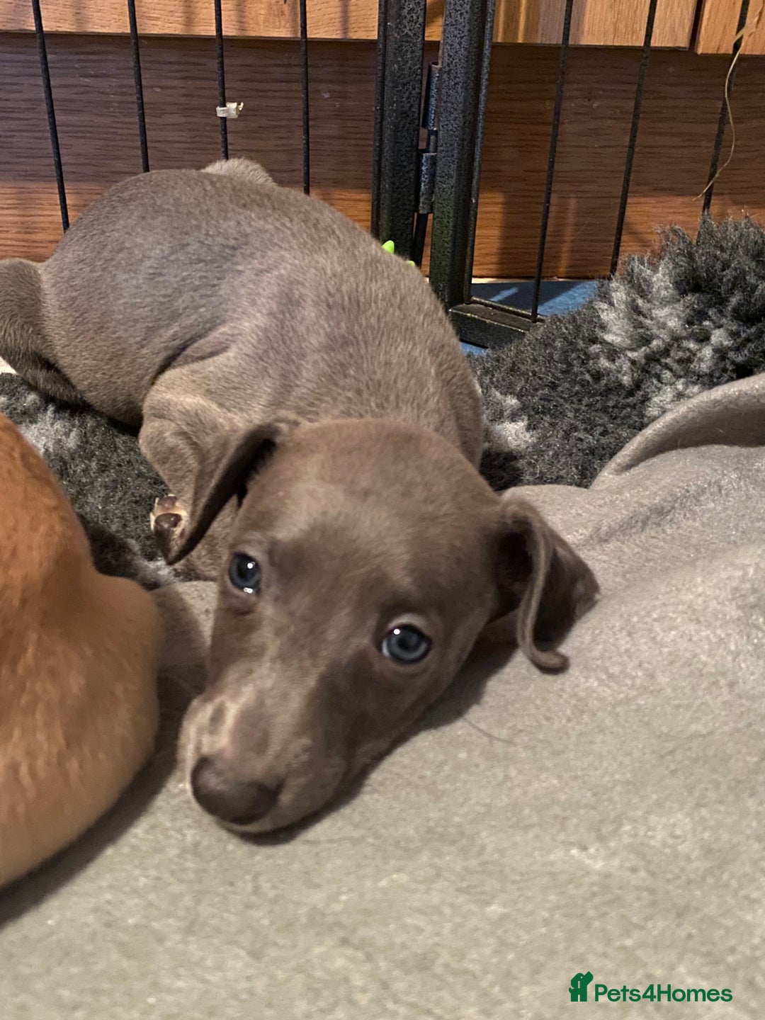 Whippet dogs for sale: 2 whippet puppies remaining ready for new homes - Image 27