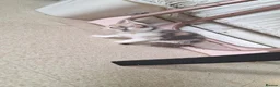 Bengal cats for sale: Beautiful kittens for sale - Advert 10