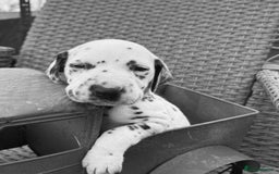 Dalmatian dogs for sale:  Just 2 full hearing puppies by champion parents  - Image 6
