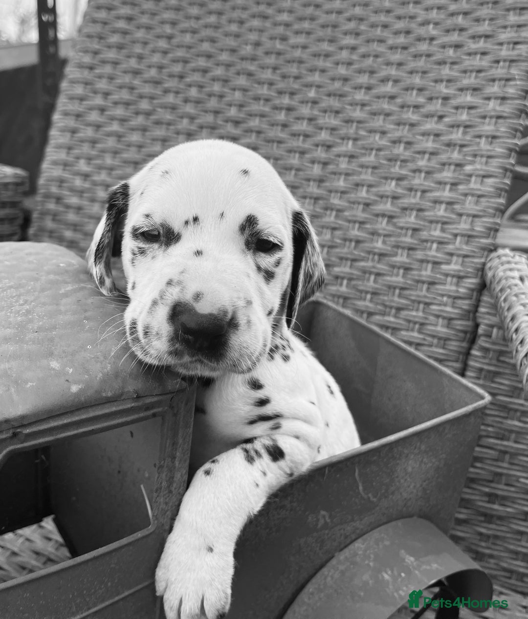 Dalmatian dogs for sale:  Just 2 full hearing puppies by champion parents  - Image 6