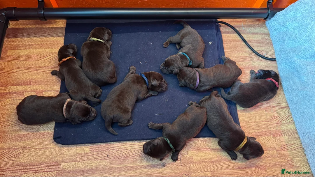 Labrador Retriever dogs for sale: Puppies arrived 12/02/2026 - Advert 2