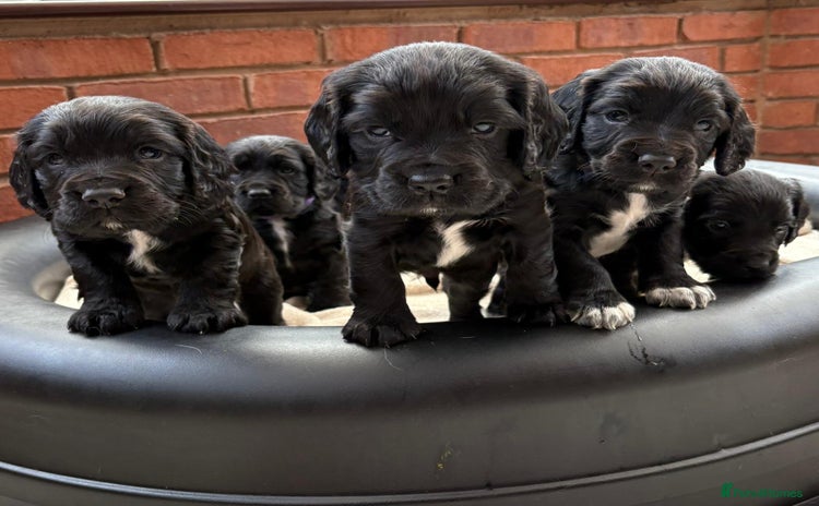 Sprocker dogs Male Sprocker spaniel puppies  - Advert 1
