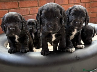 Sprocker dogs Male Sprocker spaniel puppies - Advert 1