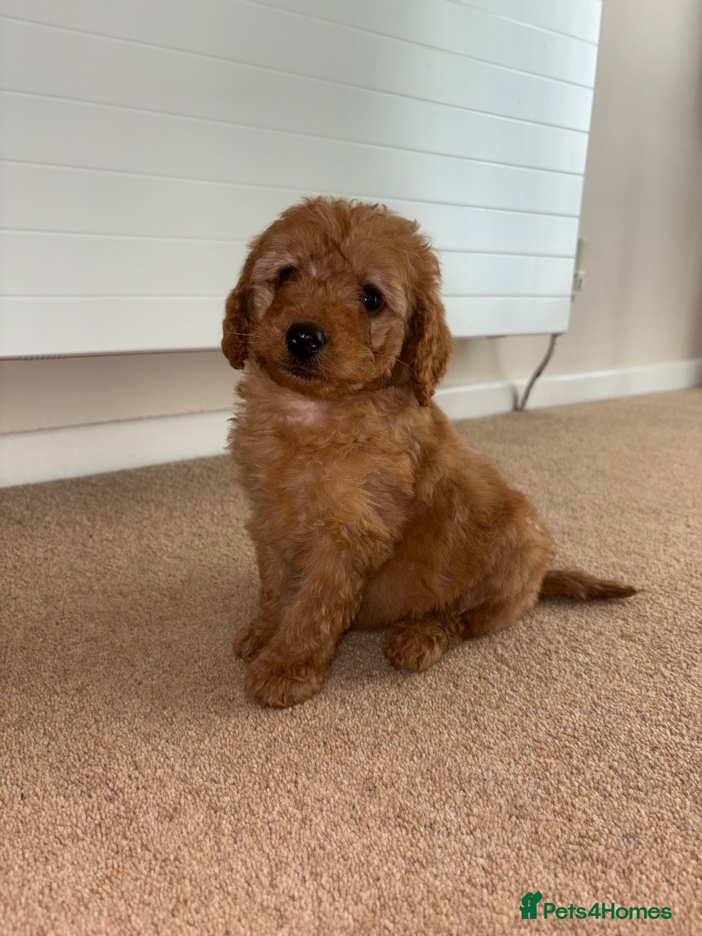 Labradoodle dogs ❤️One Girl Available❤️ F1b Labradoodle Puppies  - Advert 1
