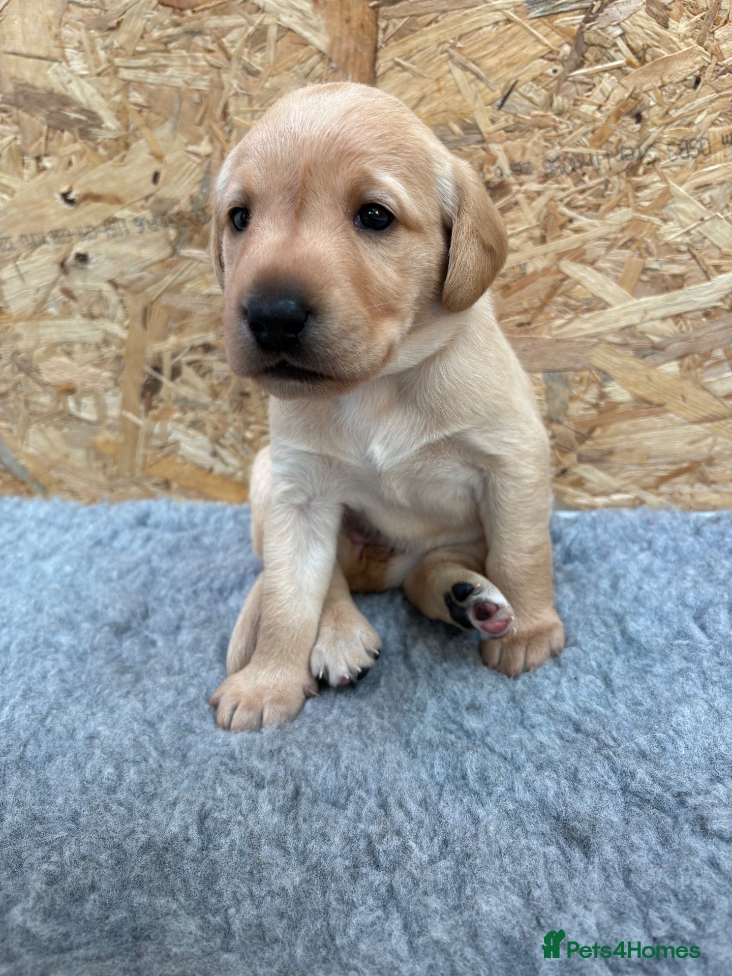 Labrador Retriever dogs Labrador Puppies - Advert 11