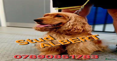 Cocker Spaniel dogs DNA TESTED/CLEAR KC SHOW GOLD COCKER SPANIEL STUD! in Harlow - Advert 12