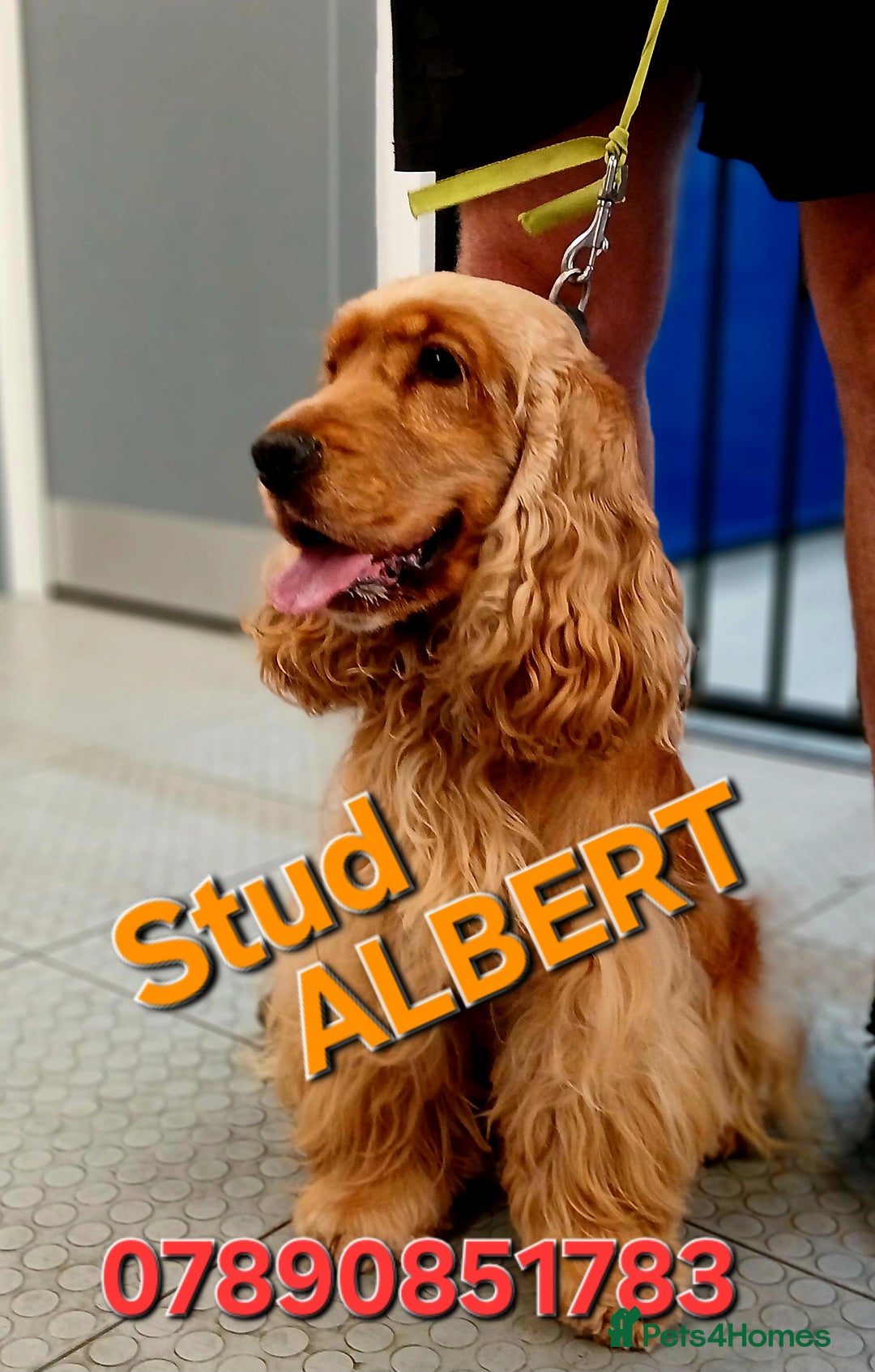 Cocker Spaniel dogs for stud: DNA TESTED/CLEAR KC SHOW GOLD COCKER SPANIEL STUD! in Harlow - Advert 2