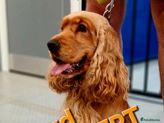 Cocker Spaniel dogs in Harlow - Advert 3