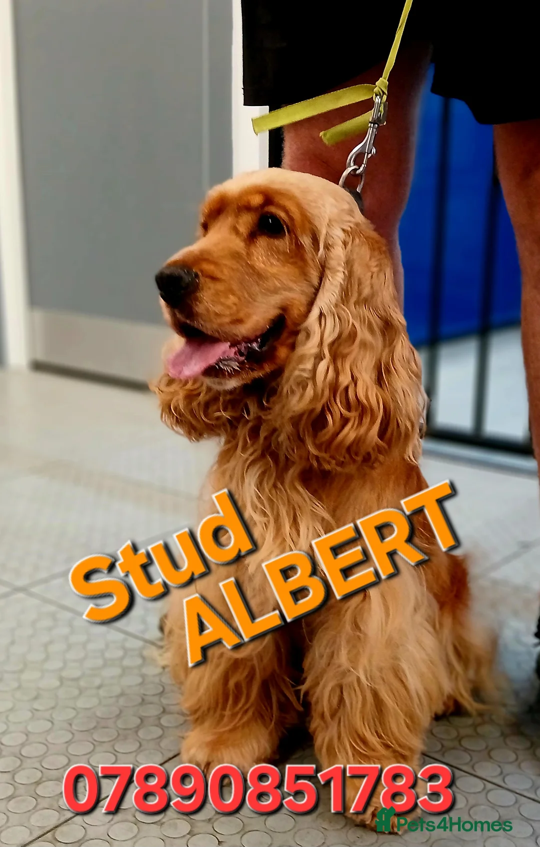 Cocker Spaniel dogs for stud: DNA TESTED/CLEAR KC SHOW GOLD COCKER SPANIEL STUD! in Harlow - Advert 2