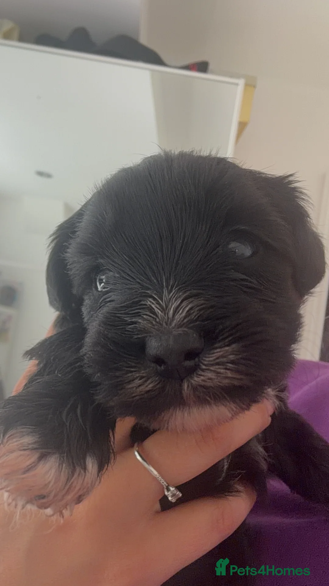 Yochon dogs for sale: Bichon Frise x Yorkshire Terrier Puppies - Advert 2