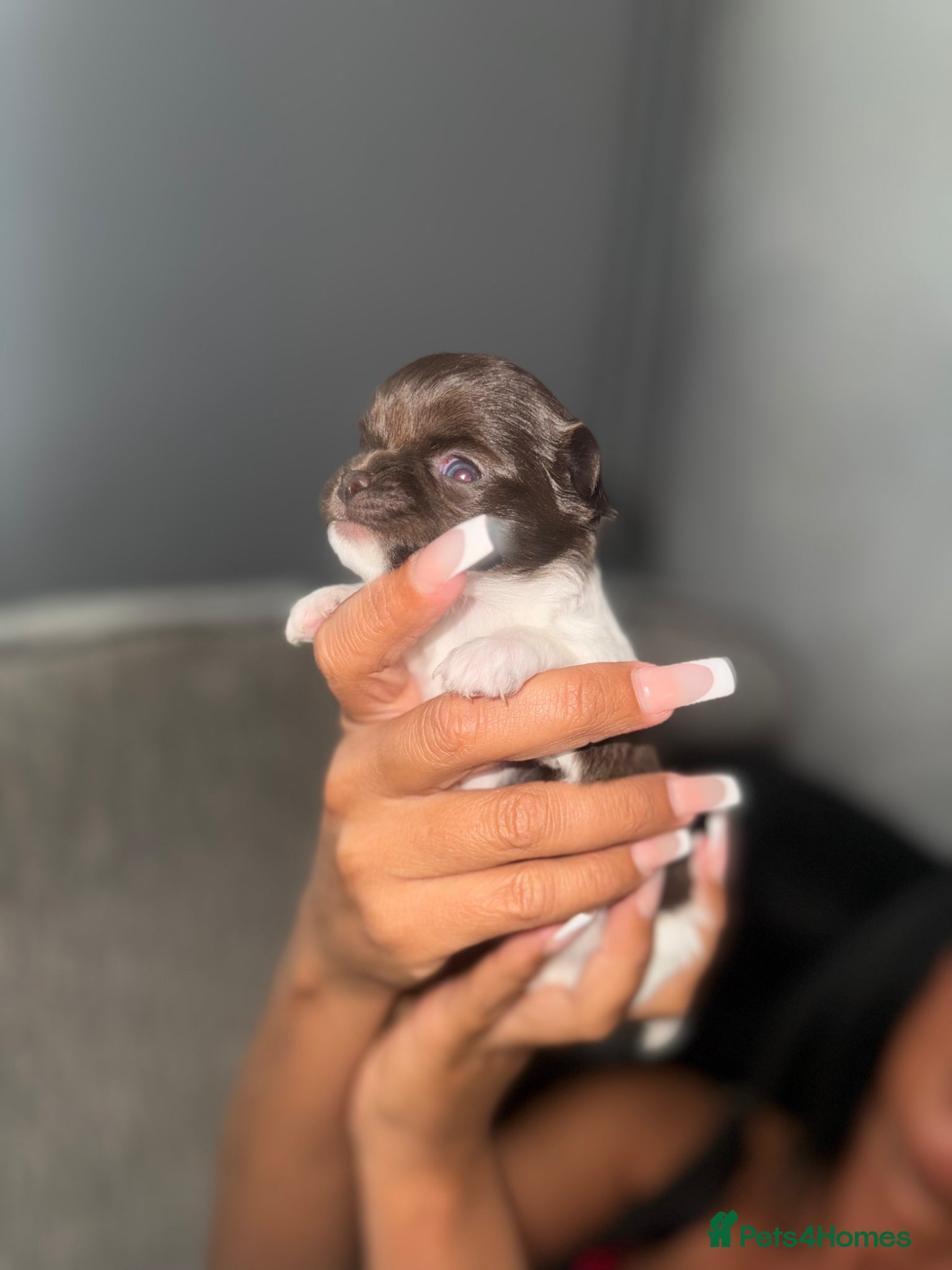 Chihuahua dogs Beautiful tiny chihuahua  - Advert 9