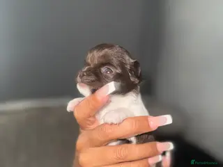 Chihuahua dogs Beautiful tiny chihuahua - Advert 7