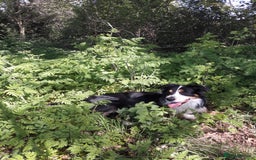 Border Collie dogs for stud: Boris/ 2.5 years old/ KC/ISDS member/Tricolor. - Image 9