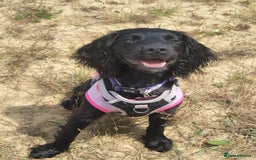 Cocker Spaniel dogs for sale: For Sale - Image 5