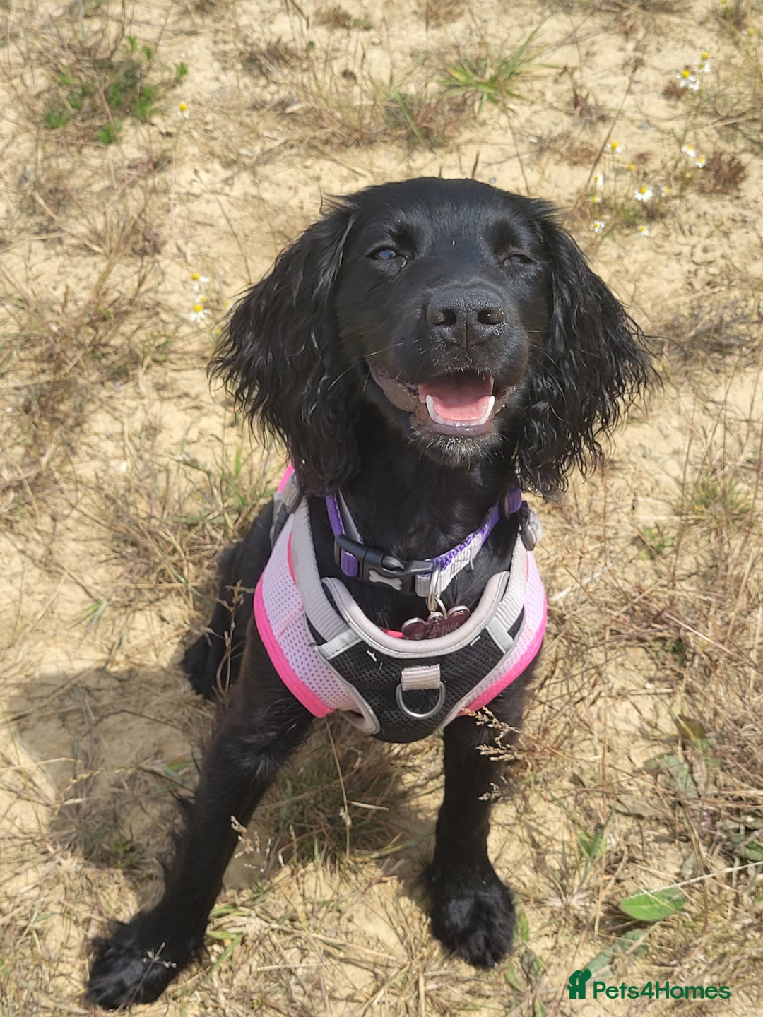 Cocker Spaniel dogs for sale: For Sale - Image 5
