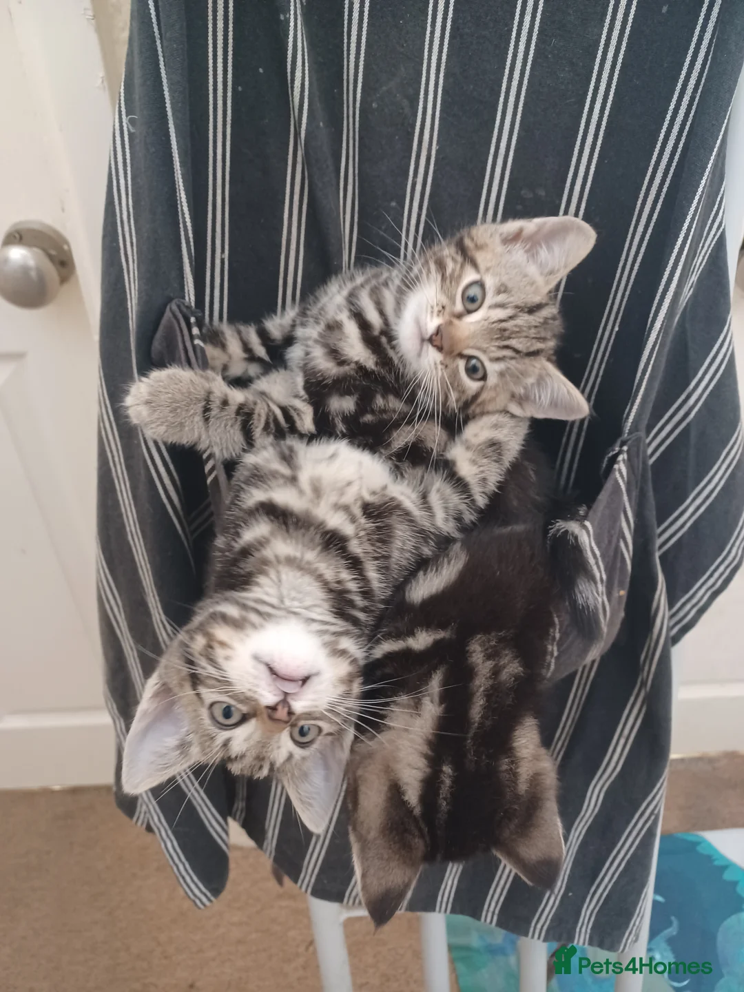 Mixed Breed cats for sale: Gorgeous Toyger Tabbies  - Advert 8
