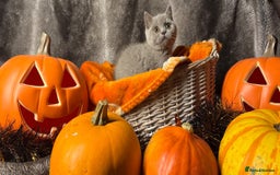 British Shorthair cats for sale: Beautiful pedigree British Shorthair kittens - Image 4