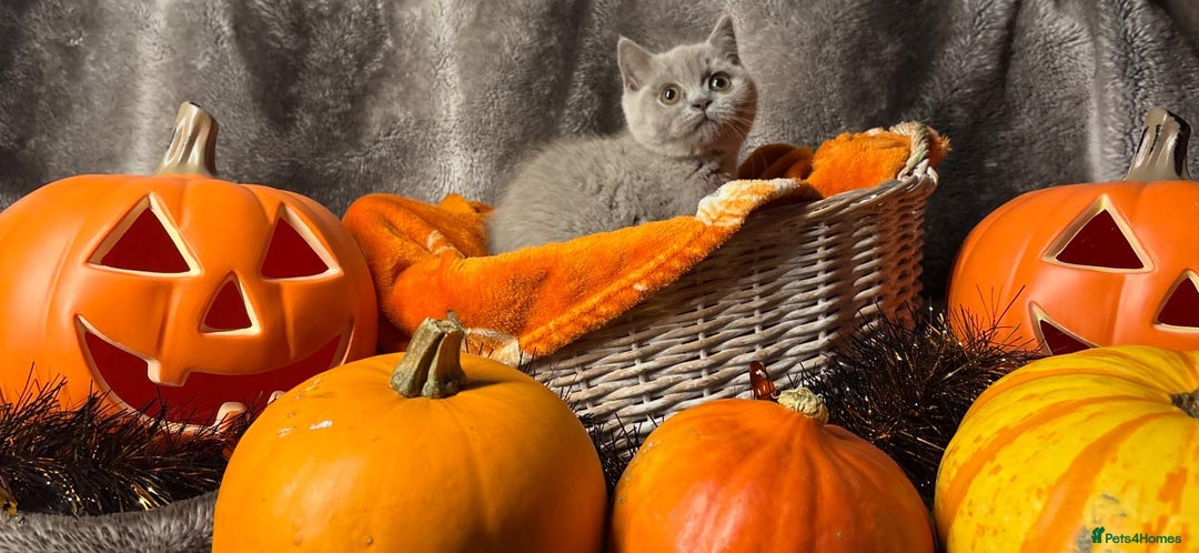 British Shorthair cats for sale: Beautiful pedigree British Shorthair kittens - Image 4
