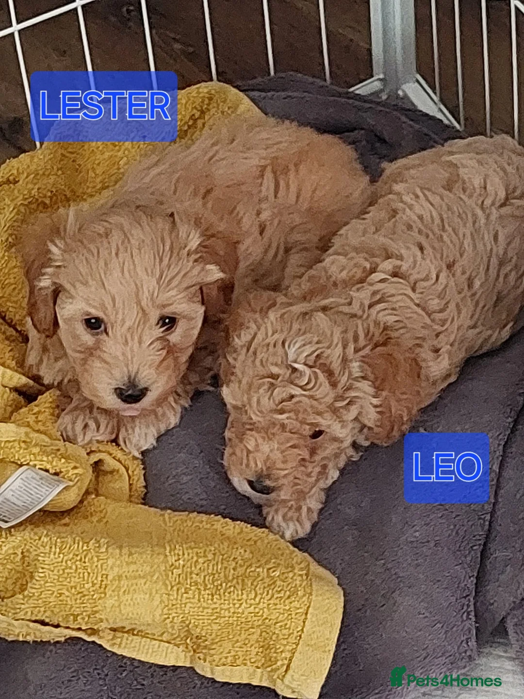 Maltipoo dogs for sale: 2 gorgeous maltipoo boys - Advert 1