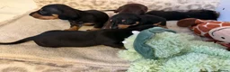 Miniature Dachshund dogs for sale: Dachshund Miniature Smooth Haired puppies - Advert 9