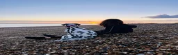 Dalmatian dogs for sale: Female deaf Dalmatian  in Southsea - Advert 9