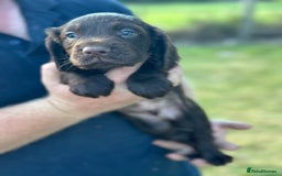 Cocker Spaniel dogs for sale: READY 31st Aug KC Pedigree Working Cocker Puppies - Image 11