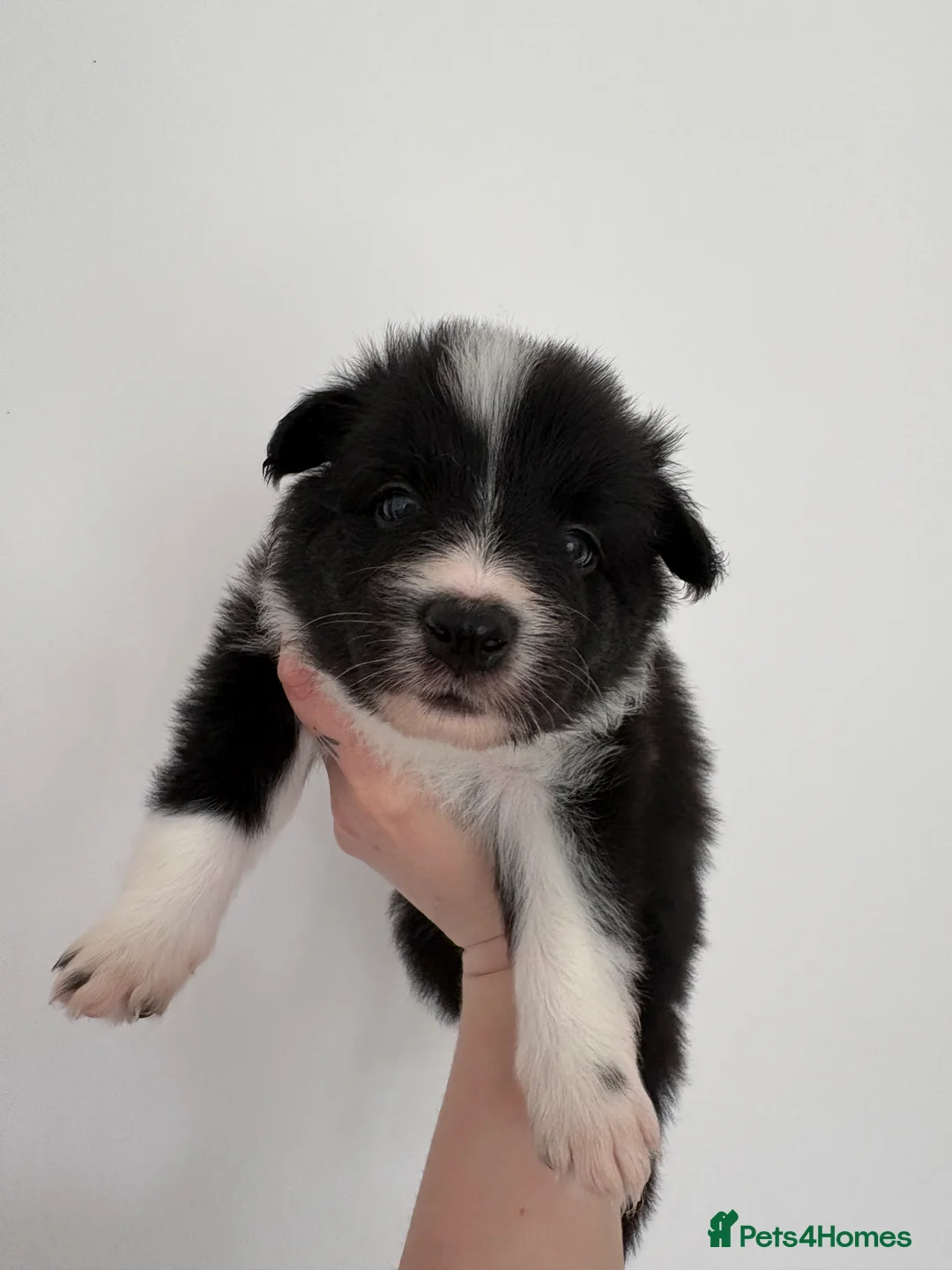 Border Collie dogs for sale: ✨Mimi Lolita’s litter has arrived✨ in Market Rasen - Advert 2