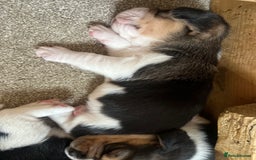 Beagle dogs for sale: KC reg,,, Charterwood//dyalyn  beagles - Image 4